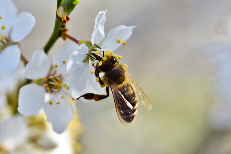 jardinerie-COGOLIN-min_bee-4092986